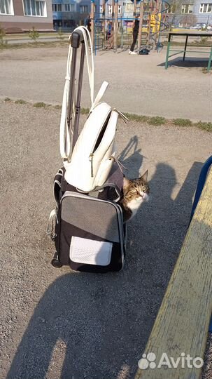 Переноска для животных