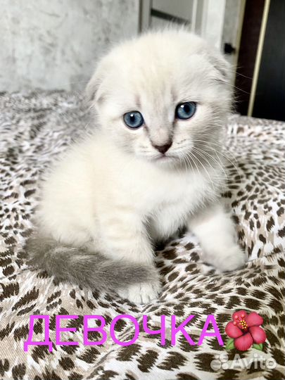 Шотландская