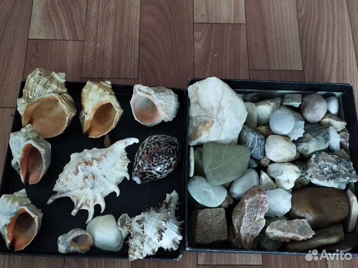 Морские ракушки раковины