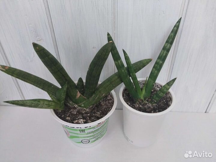 Сансевиерия сортовая