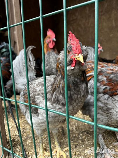 Петух Маран и Амераукан возраст 5 мес