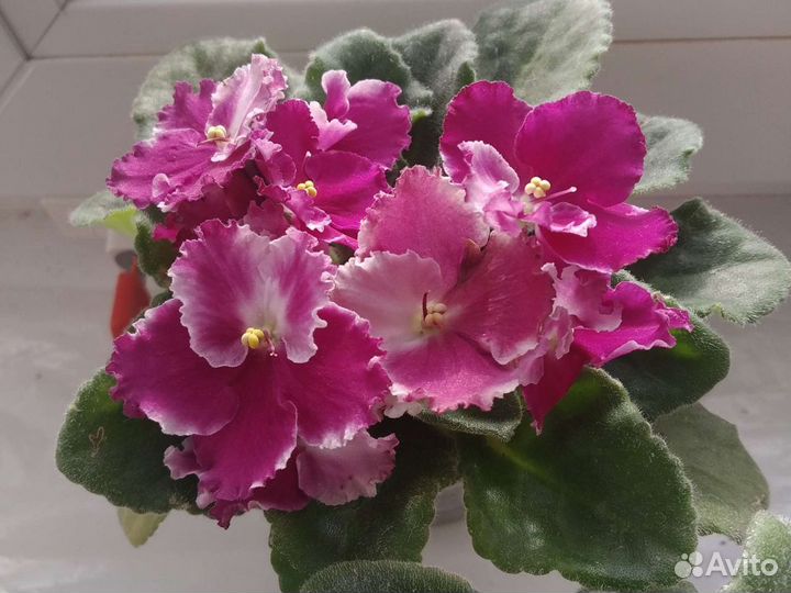 Фиалки,герань несколько сортов