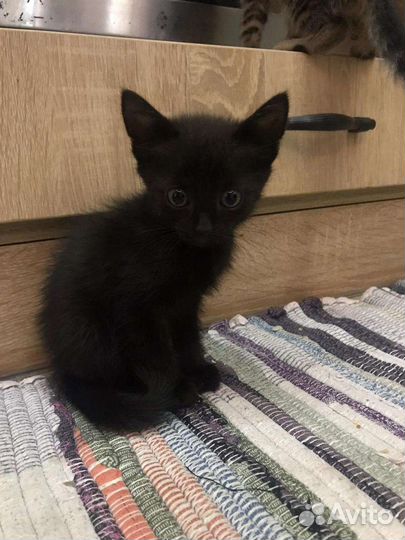 Кошечки и котики в добрые руки