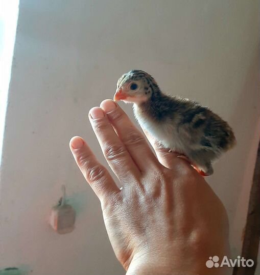 Цыплята цесарки