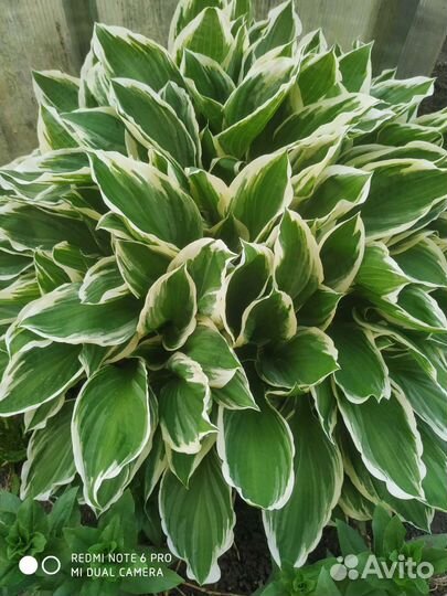 Цветы многолетки