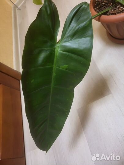 Филодендрон 'Хосе буэно'/Philodendron 'Jose Buono'