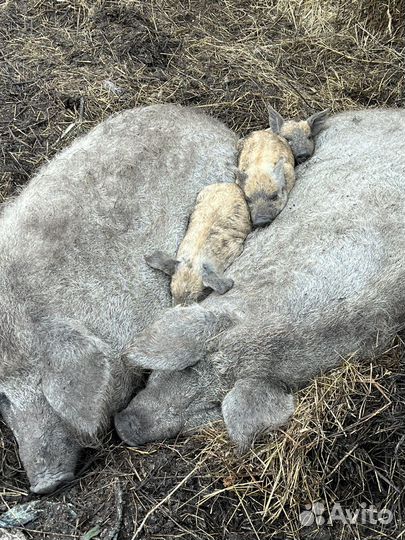 Поросята венгерской мангалицы