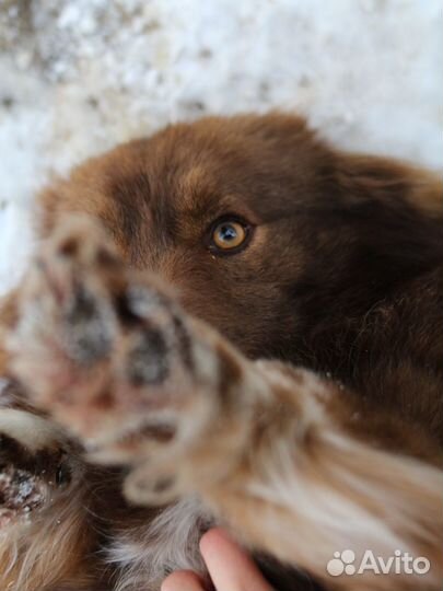 Красотка Мишель (из приюта)