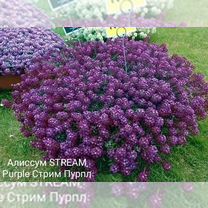 Алисум вегетативный stream, Павловск