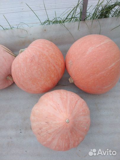 Тыква жёлтая сладкая