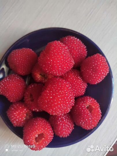 Саженец норвежской малины