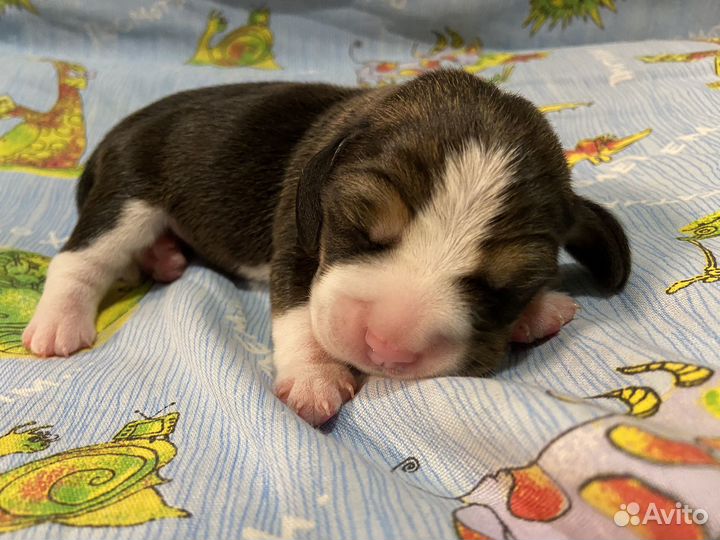 Бигль щенки