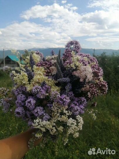 Горный Мёд, Иван Чай (Кипрей)ферментированный, Мох