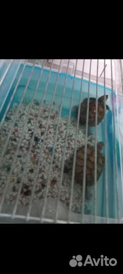 Водяные черпахи