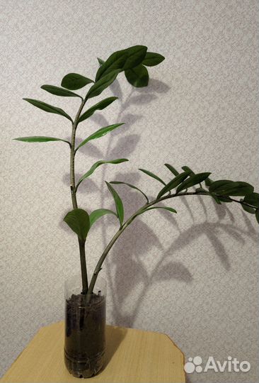 Замиокулькас