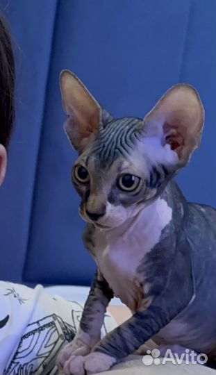 Котенок 2.5 мес сфинкс девочка