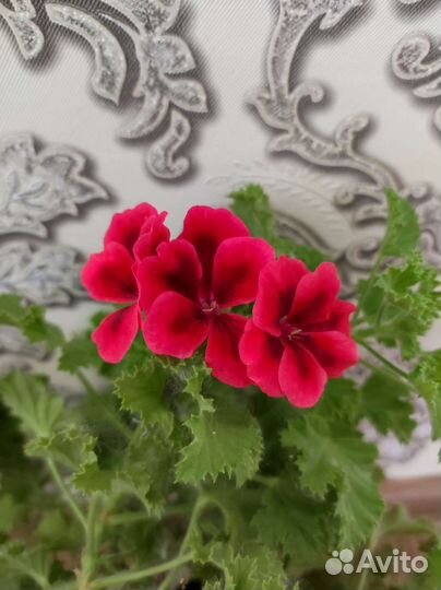 Королевская пеларгония