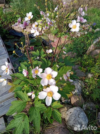 Растения для сада