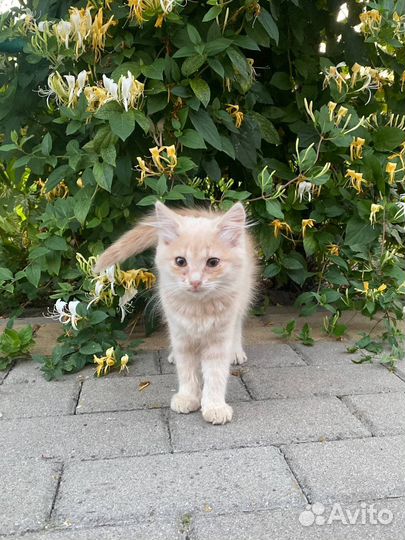 Домашние животные котята