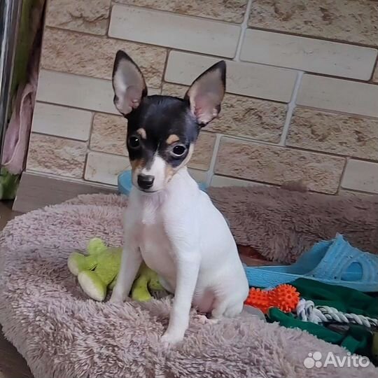 Маленькая собачка