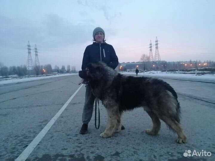Кавказская овчарка, щенки РКФ