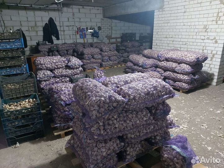 Чеснок 5тонн