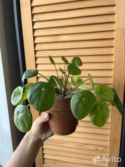 Пилея пеперомиевидная