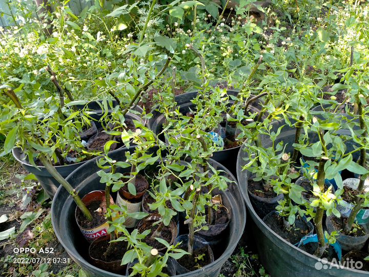 Саженцы/Черенки ивы спиралевидной/извилистой