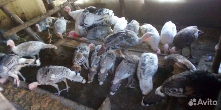 Индюки домашние