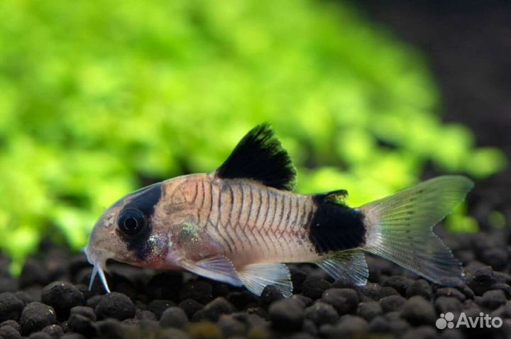 Рыбки опт/ розн данио, коридорасы,тернеция