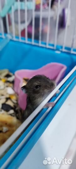 Джунгарский хомяк