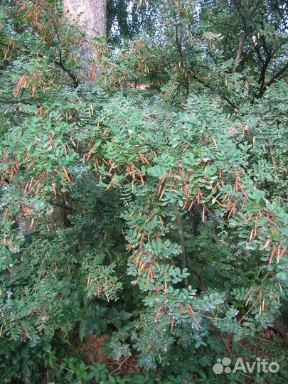 Акация желтая (Карагана древовидная), семена