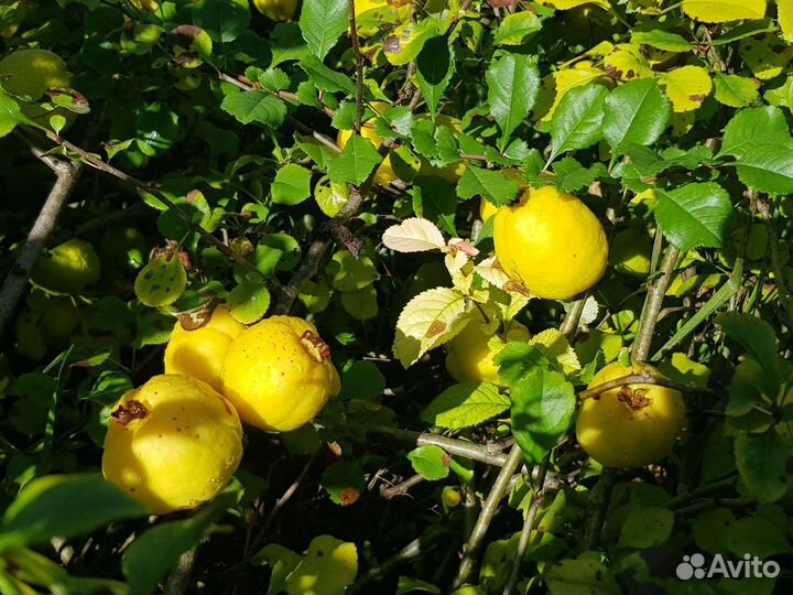 Айва японская, самосбор