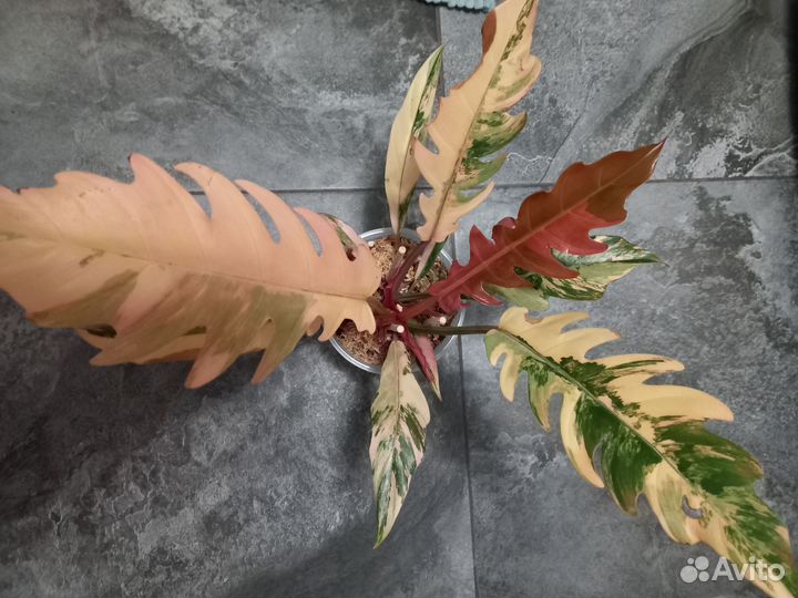 Филодендрон Карамель марбл вар