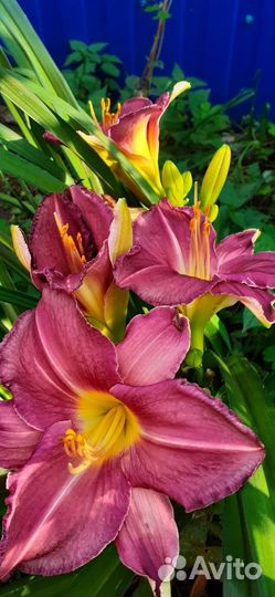 Лилейники сортовые