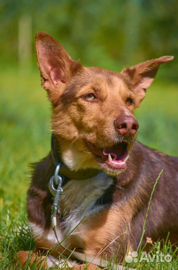 Шикарный Яков