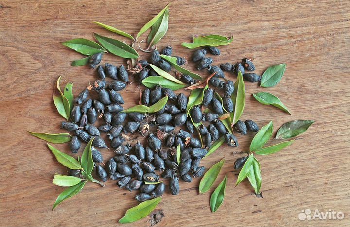 Мирт Обыкновенный, семена