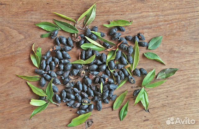 Мирт Обыкновенный, семена