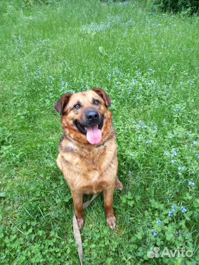 Добряк Бой в поисках дома