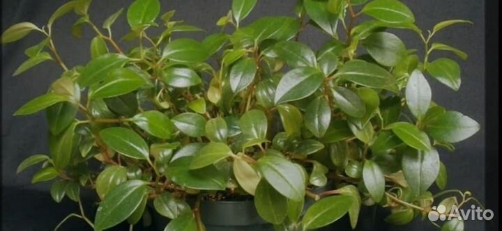 Пеперомия ампельная