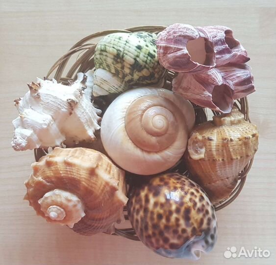 Морские ракушки
