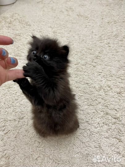 Котенок