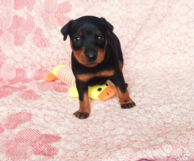 Цвергпинчер