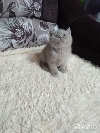 Шотландские котята