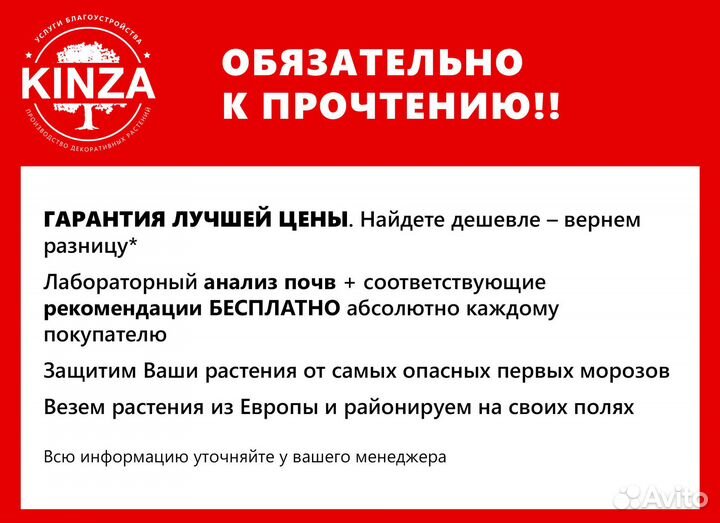Туя смарагд брабант из питомника кинза