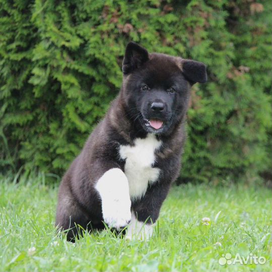 Щенки американской акиты