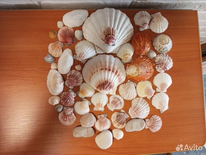 Морская звезда, рапаны, ракушки