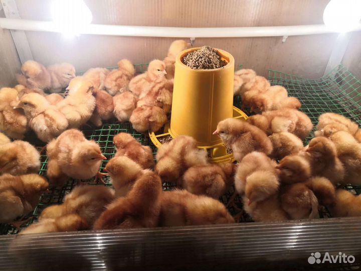 Цыплята несушки Ломанн сортированные