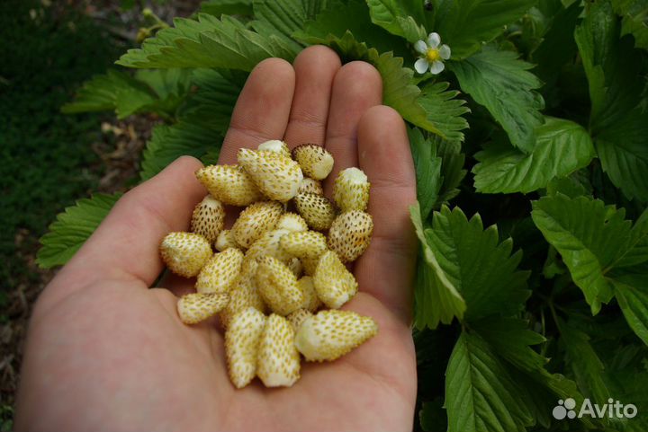 Клубника Земляника Ремонтантная