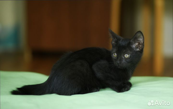 Котенок Уголек в добрые руки